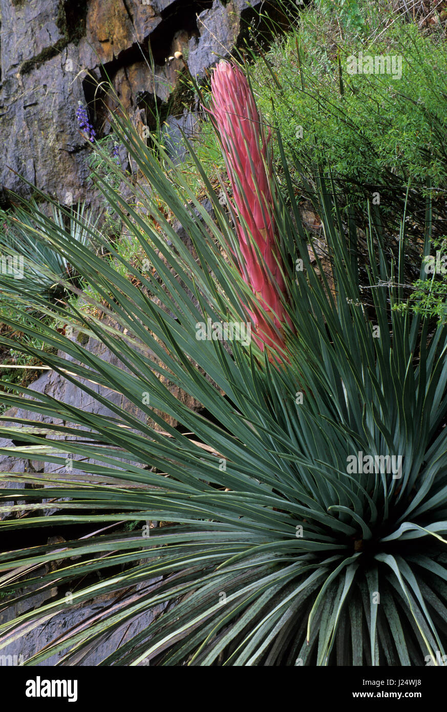 Our Lord's Candle (Yucca whipplei), Sequoia National Park, California
