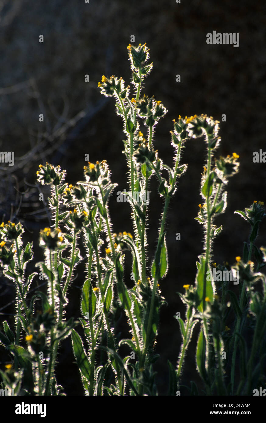 Fiddleneck at White Tank, Joshua Tree National Park, California Stock ...