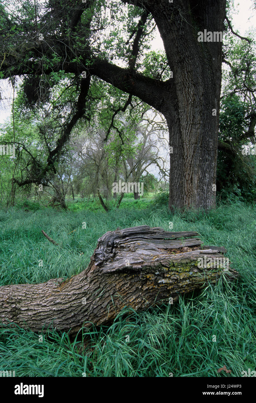 Valley oak, Kaweah Oaks Preserve, California Stock Photo Alamy