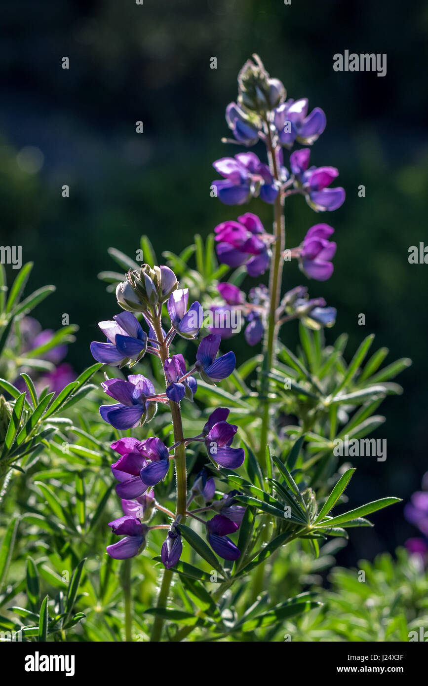 Tall Flower Spikes High Resolution Stock Photography And Images Alamy