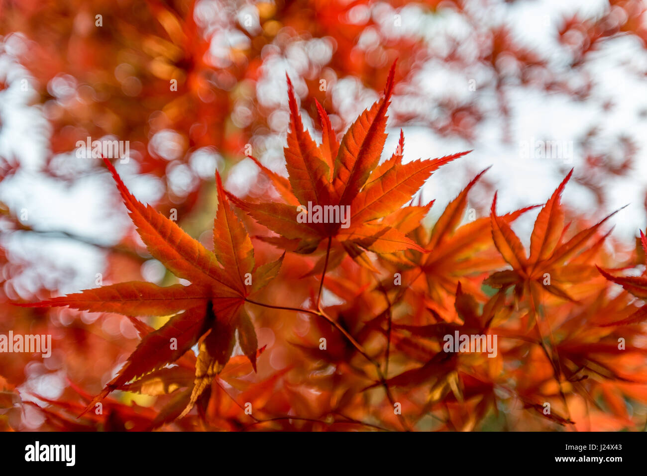 Brightly colored orange and red leaves of Japanese maple tree in spring ...