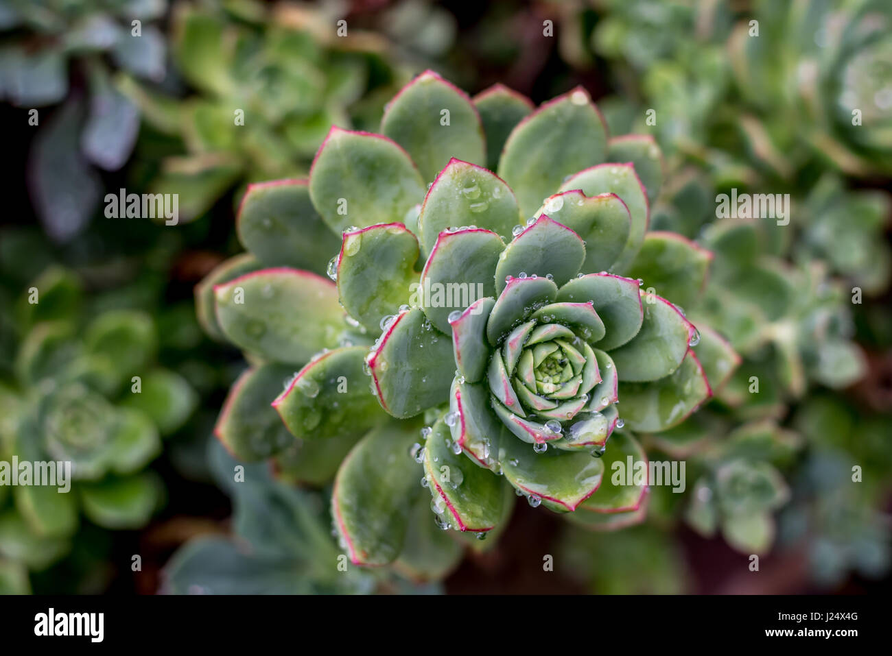 Pink-edged leaves of aeonium succulent in a drought tolerant garden in rain with raindrops on close-up of rosette, sometimes called hen and chicks Stock Photo