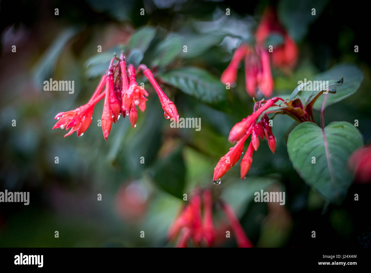 Rain drops on red blossoms of fuchsia thalia fuchsia, a variety of  triphylla thalia, with background dark green leaves in a spring garden in rain Stock Photo