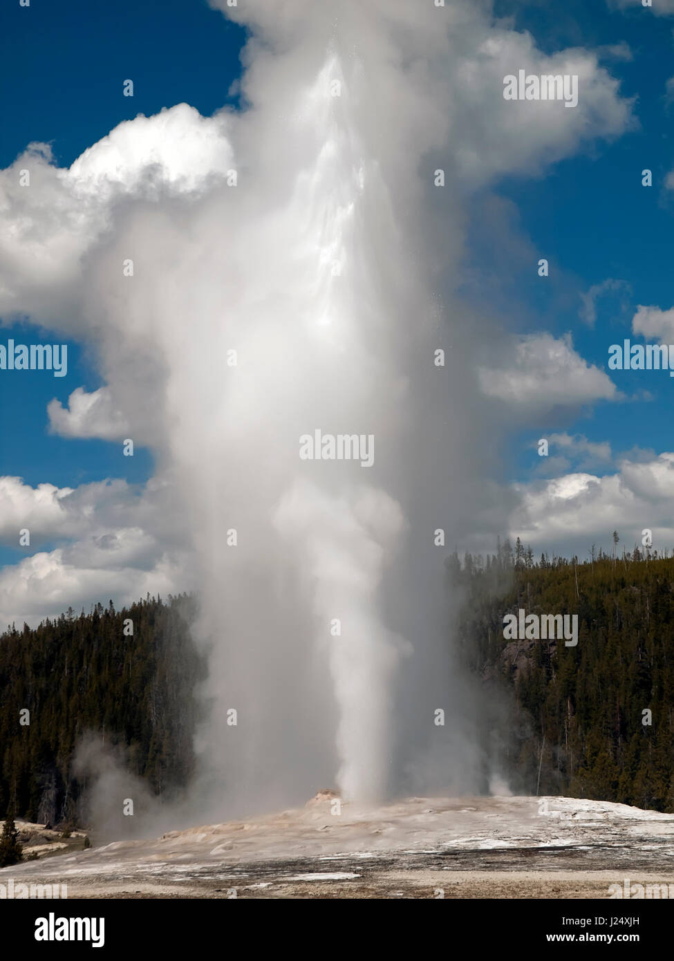 Once again Old Faithful erupts right on time. Stock Photo