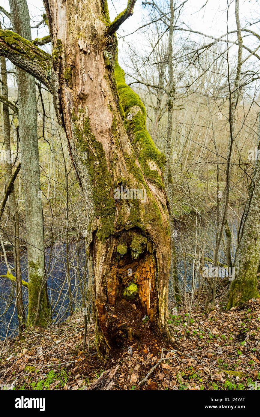 old large tree against blue sky with branches wide spread Stock Photo ...