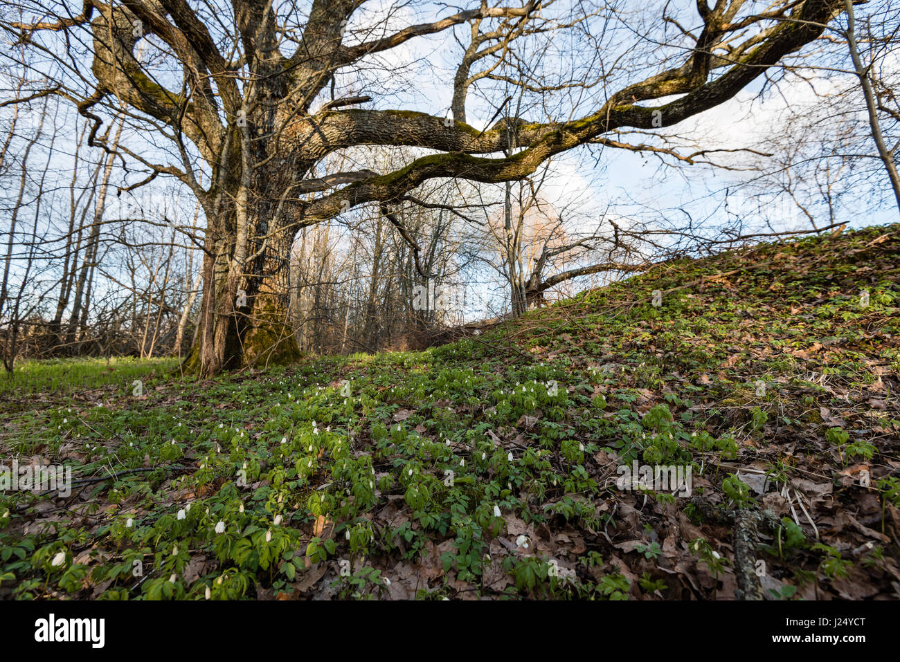 old large tree against blue sky with branches wide spread Stock Photo ...