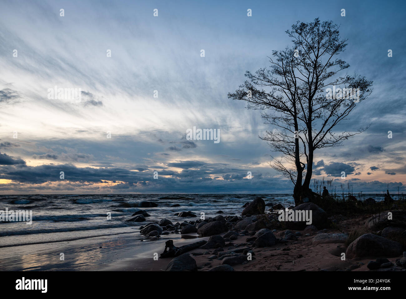 old large tree against blue sky with branches wide spread Stock Photo ...