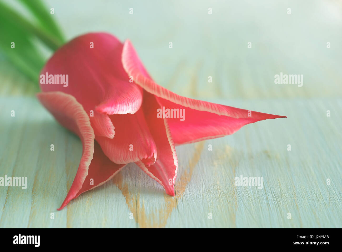 Beautiful pink tulip flower background. Macro selective focus tulip closeup natural beauty. Retro soft wooden table vintage greeting card template wit Stock Photo