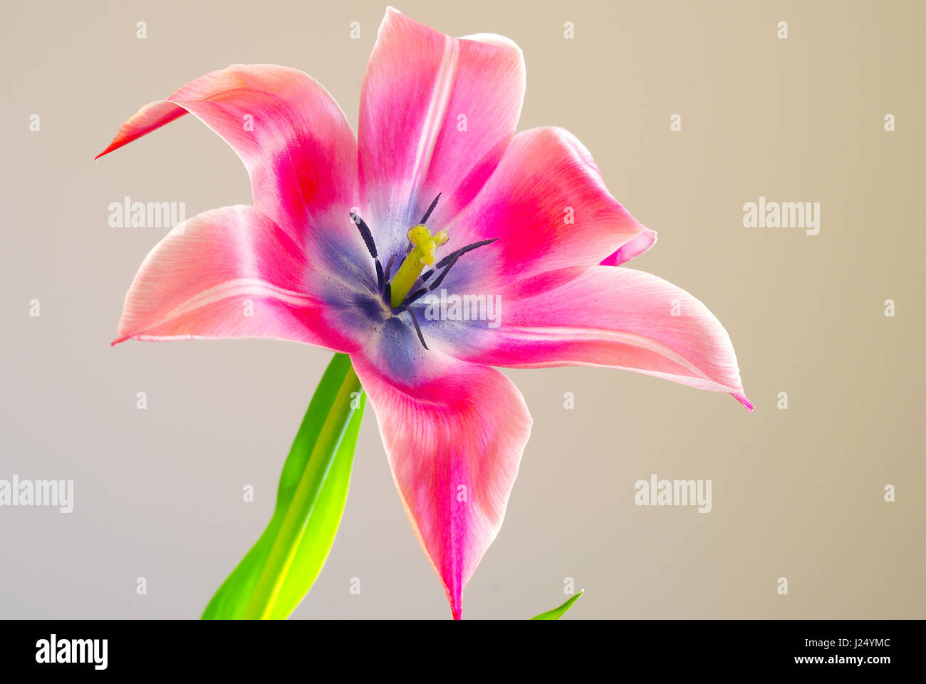 Tulip flower spring bloomong view. Natural beauty flowery. Blossoming pink petals close-up. Stock Photo