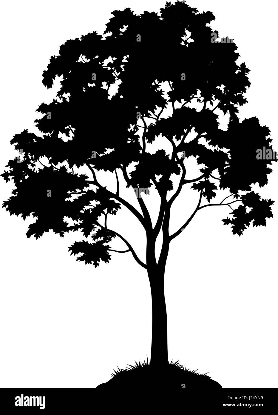 sugar maple tree silhouette