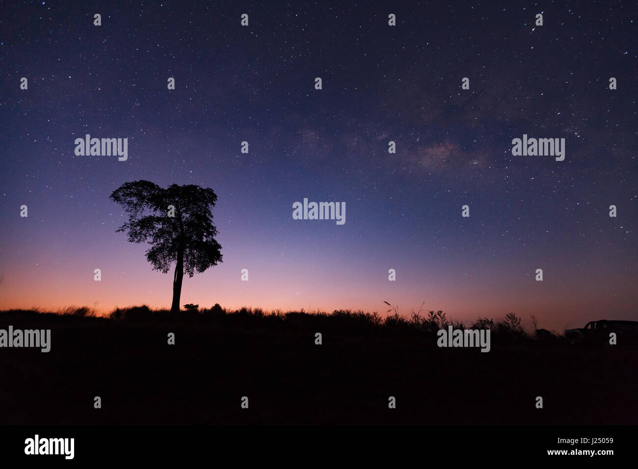 Beautiful milky way and silhouette of tree on a night sky before ...