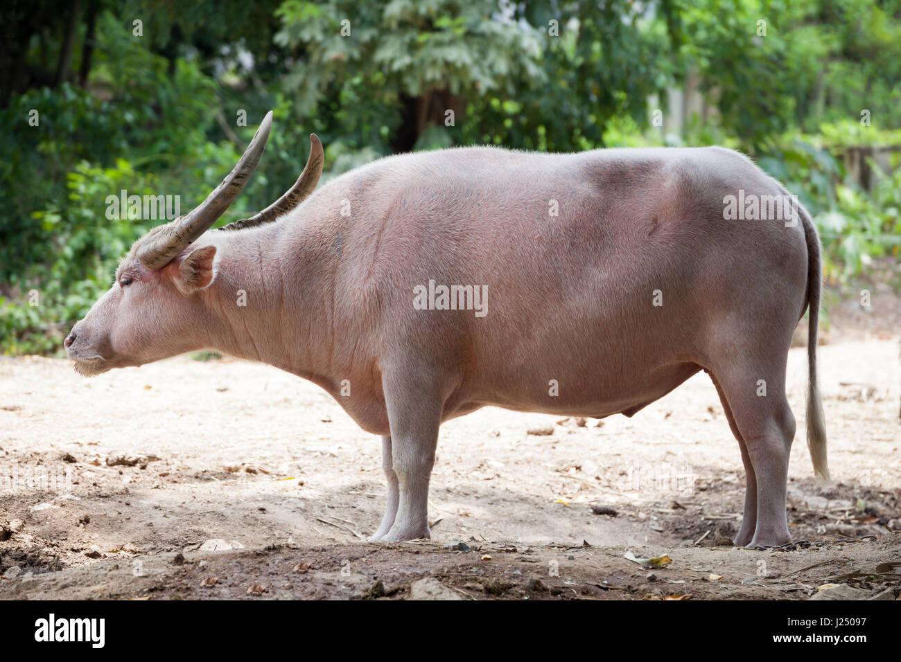 Metal linje inch Reporter Thai albino buffalo (Thailand Pink buffalo Stock Photo - Alamy