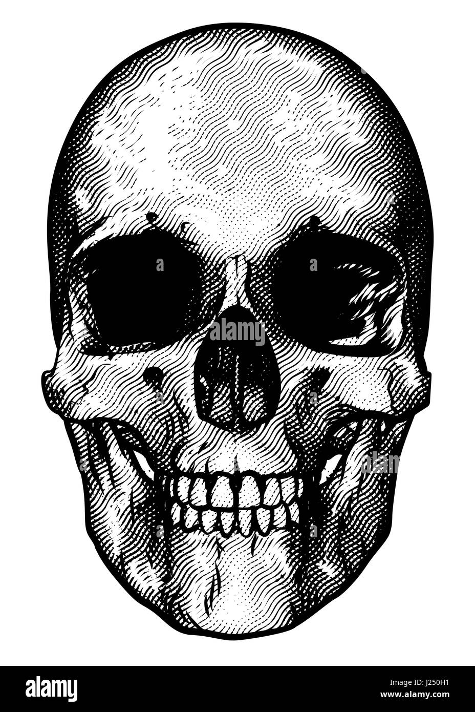 Skull drawing in a vintage retro woodcut etched or engraved style Stock Photo