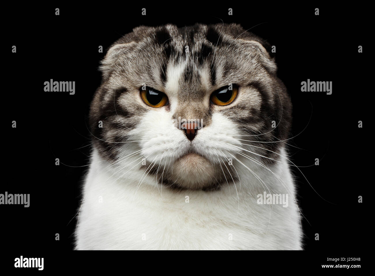 Grumpy Tabby Serious British Cat On A Black Background Stock Photo -  Download Image Now - iStock