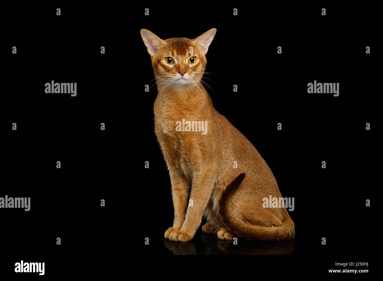 Purebred abyssinian cat isolated on black background Stock Photo