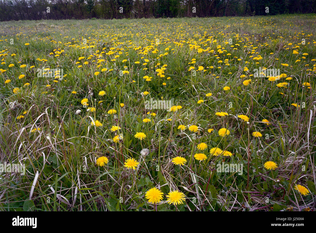 Wildflower meadow of dandelions in Cambridgeshire Stock Photo