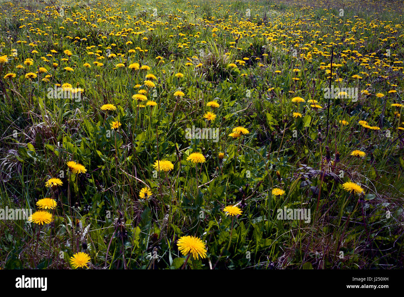 Wildflower meadow of dandelions in Cambridgeshire Stock Photo