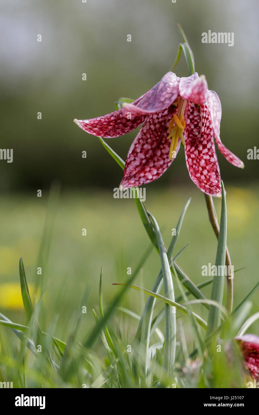 Close up of a purple and white snakes head fritillary flower with the petals open Stock Photo