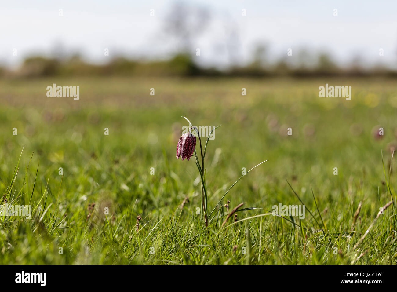 Single snakes head fritillary in sharp focus against a backdrop of a sunny meadow on a wiltshire nature reserve at Clattinger Farm near Oakseywildf Stock Photo