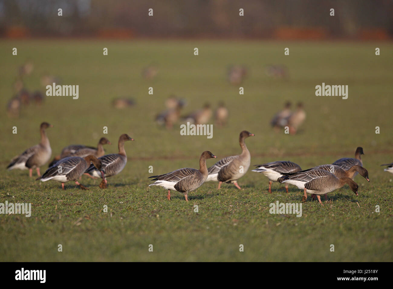 Pink-footed Geese, Anser platyrhynchos, flock in wet field Stock Photo