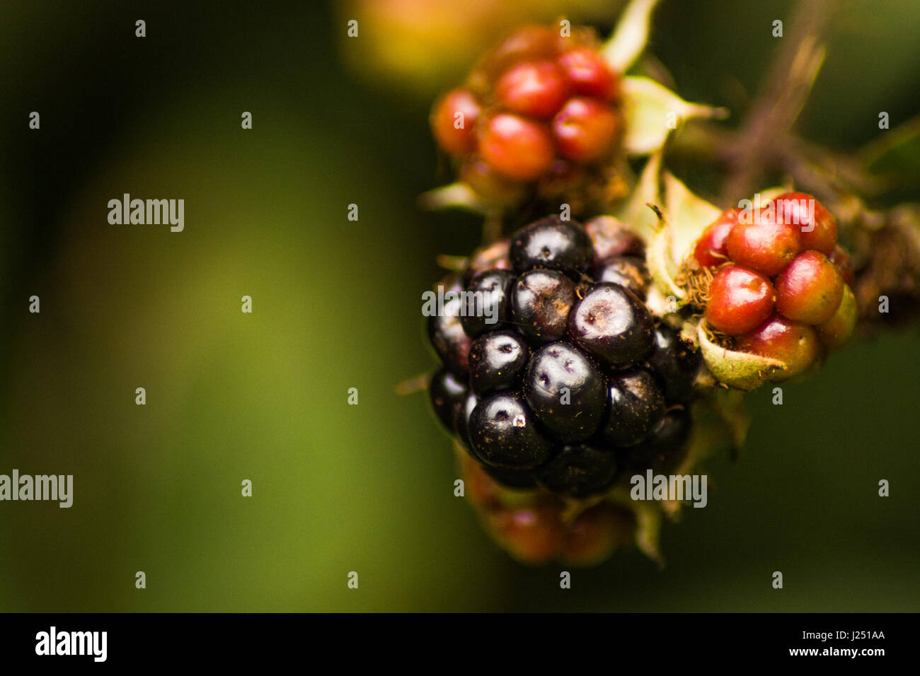 Ripe and unrise blackberries Stock Photo