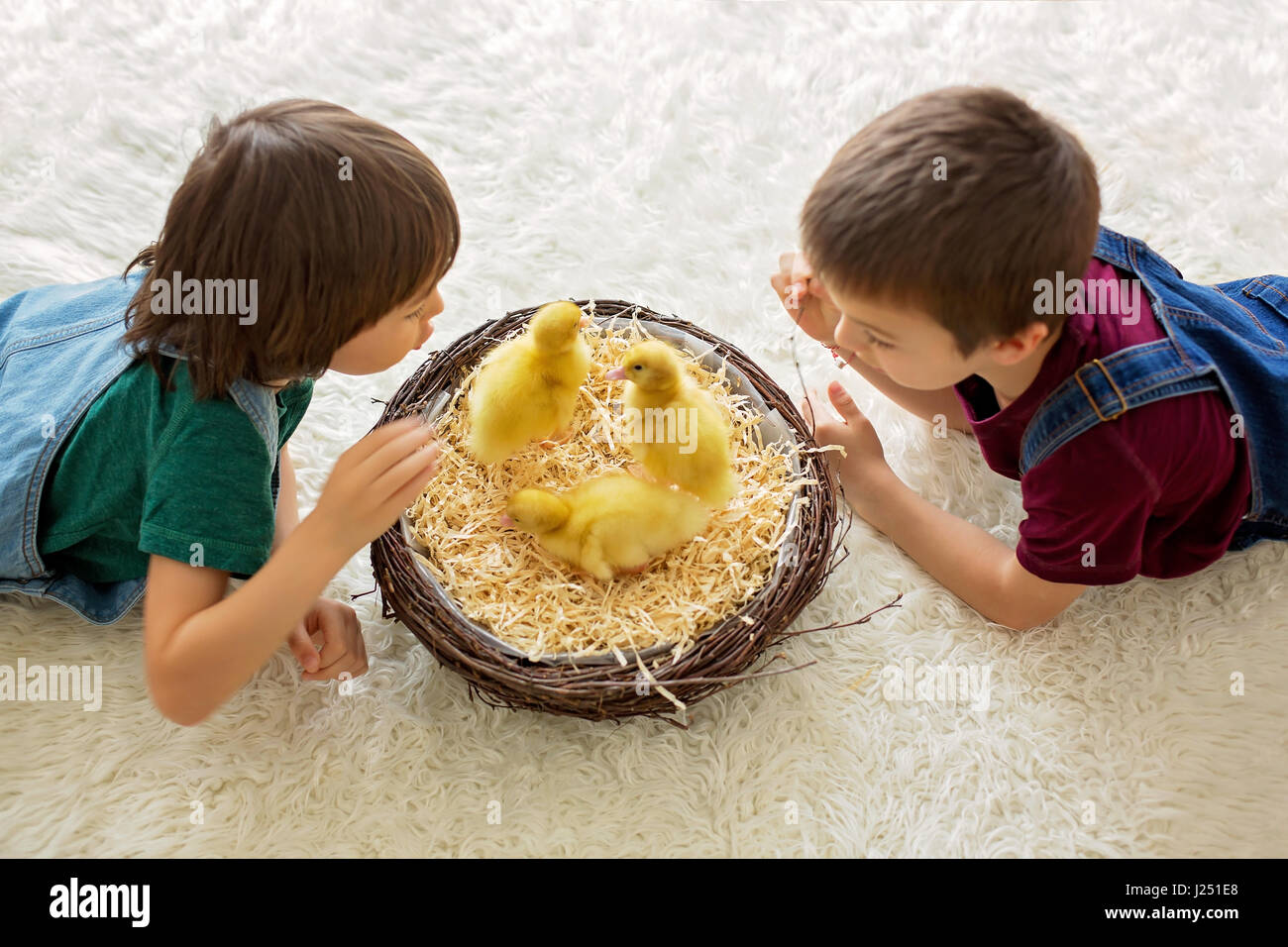 Cute little children, boy brothers, playing with ducklings springtime