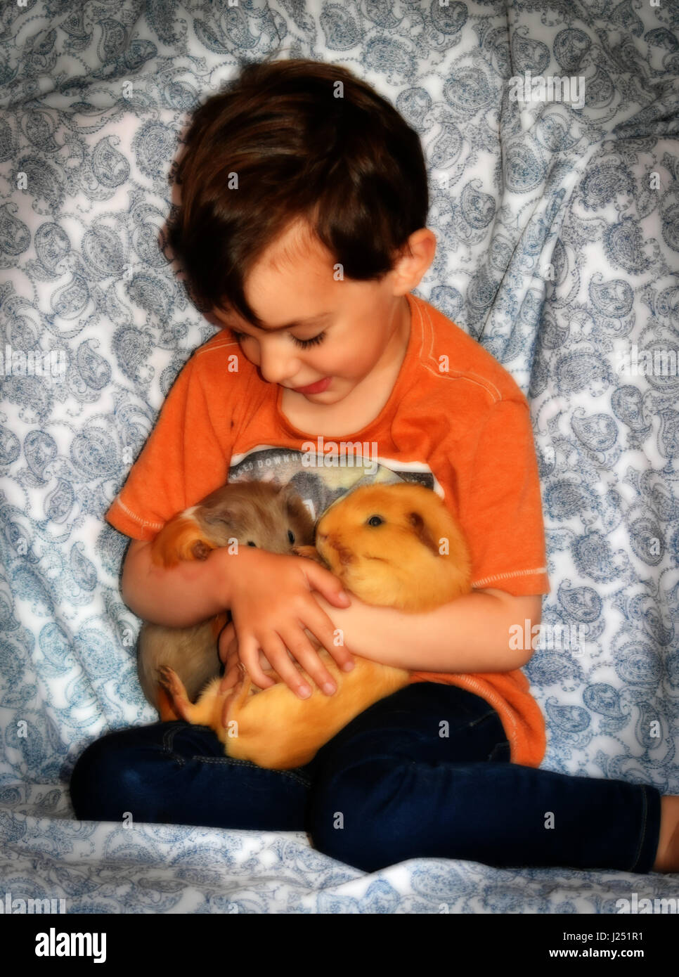 Guinea pigs with a little boy holding them on a paisley blue background Stock Photo