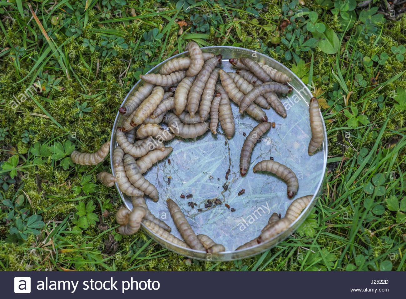 Wax Moth Larva High Resolution Stock Photography and Images Alamy