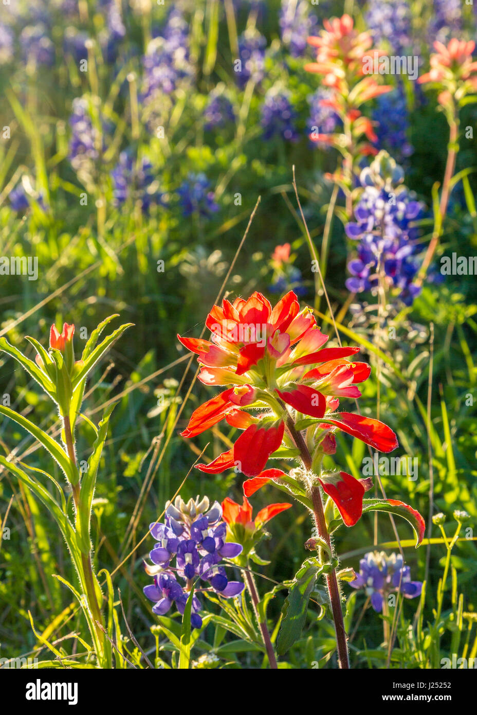 Texas Paintbrush Wildflower Stock Photo Alamy