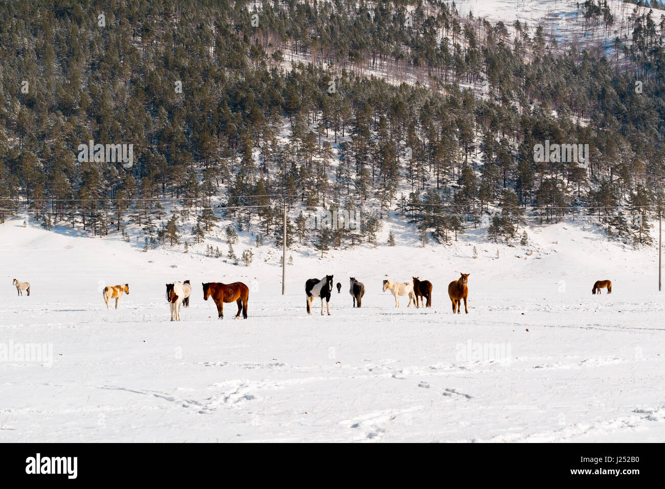 Herd of horses grazing on a winter pasture in Lake Baikal, Russia Stock Photo