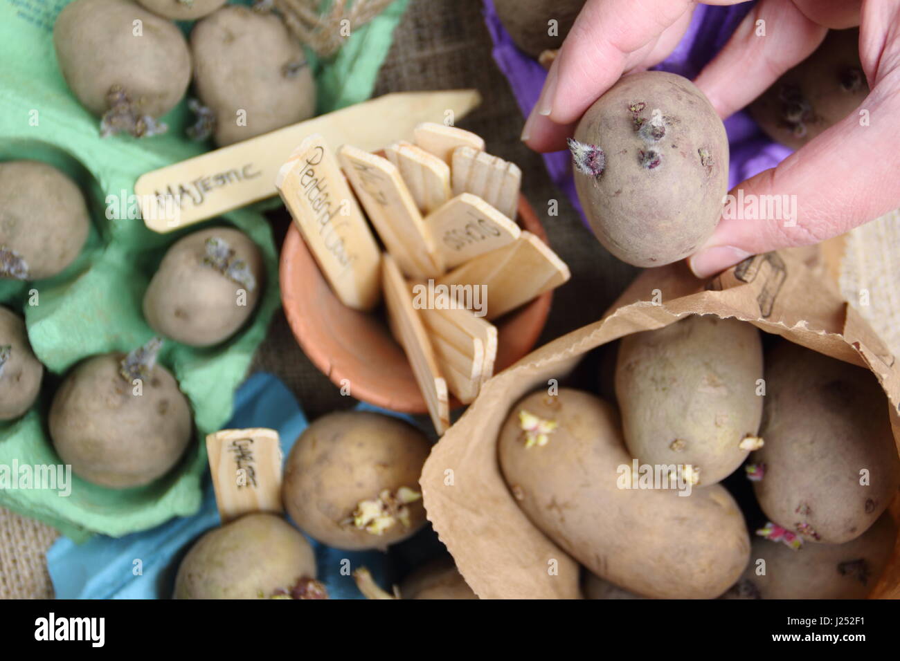 Male gardener labels chitting seed potato varieties  in egg box containers to encourage strong sprouting before planting out in garden vegetable patch Stock Photo