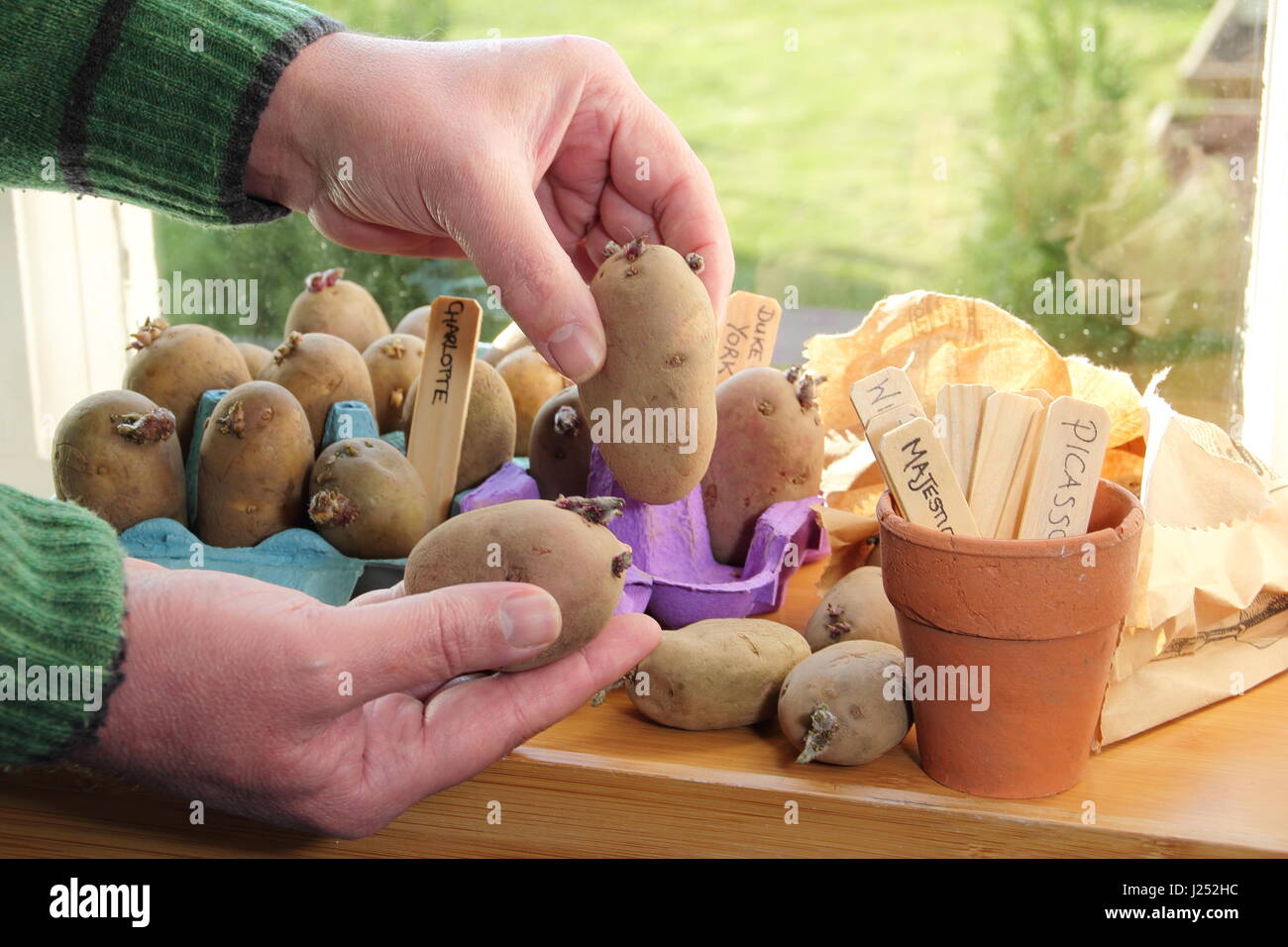 Male gardener chits varieties of seed potato in egg box trays on sunny windowsill indoors to encourage strong shoots before planting out in garden Stock Photo