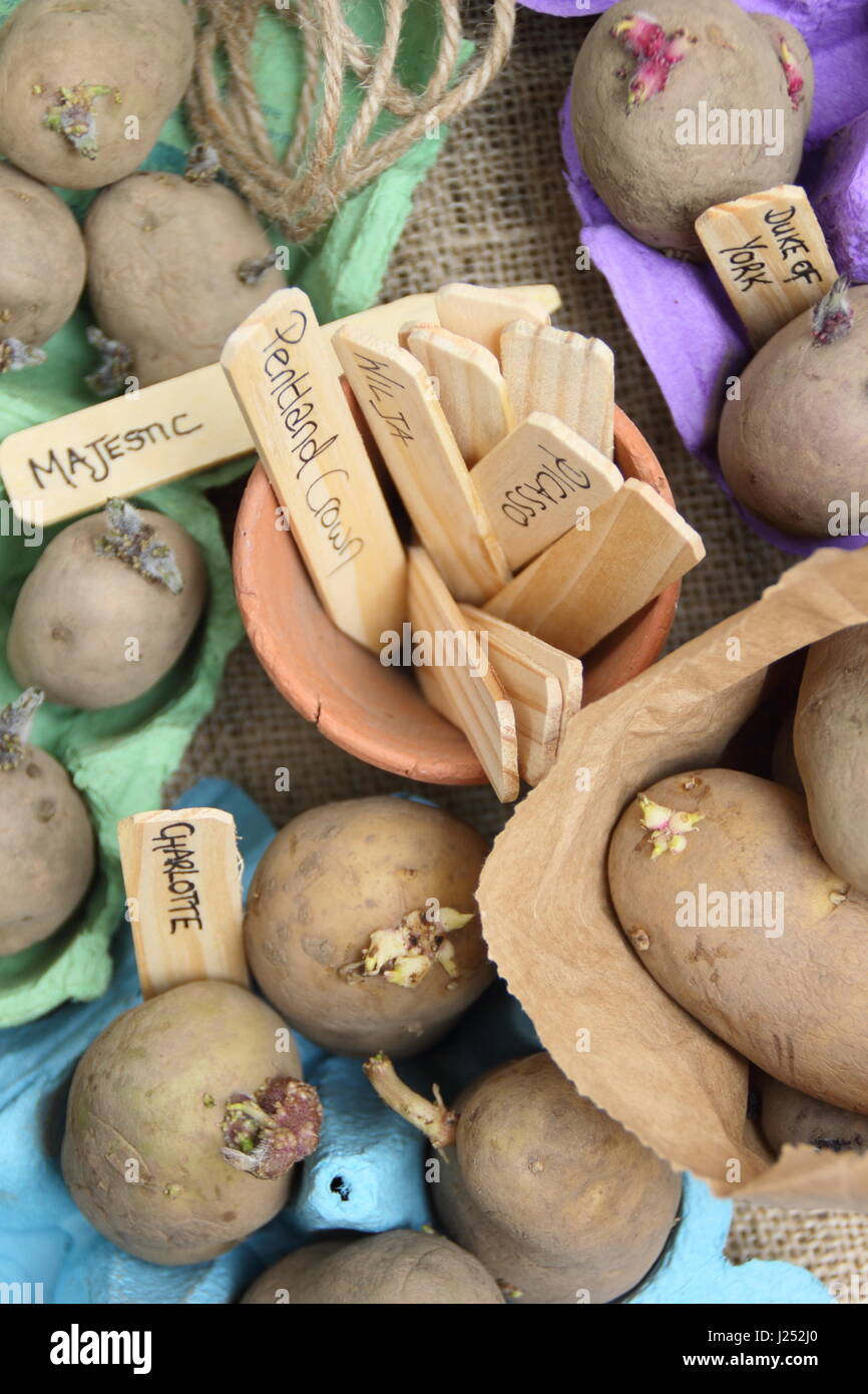 Labelling seed potatoes chitting in egg box containers indoors to encourage strong sprouts before planting out in vegetable patch Stock Photo
