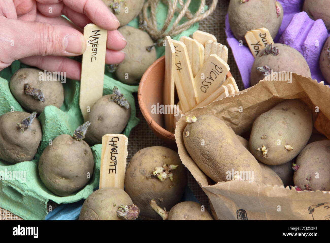 Male gardener labelling seed potatoes chitting in egg boxes indoors to encourage strong sprouts before planting out in garden vegetable patch Stock Photo