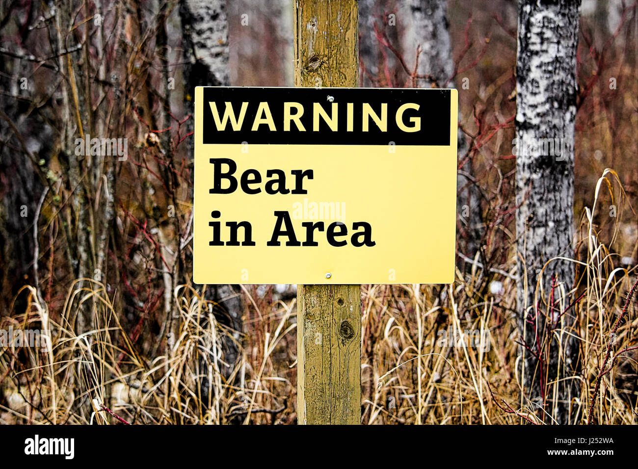 Warning Bear in Area sign. Stock Photo