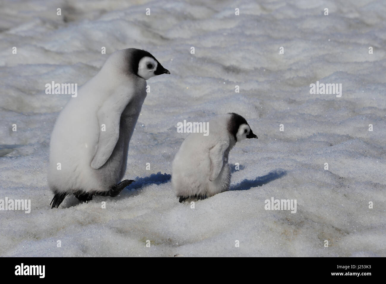Emperor Penguin chicks in Antarctica Stock Photo