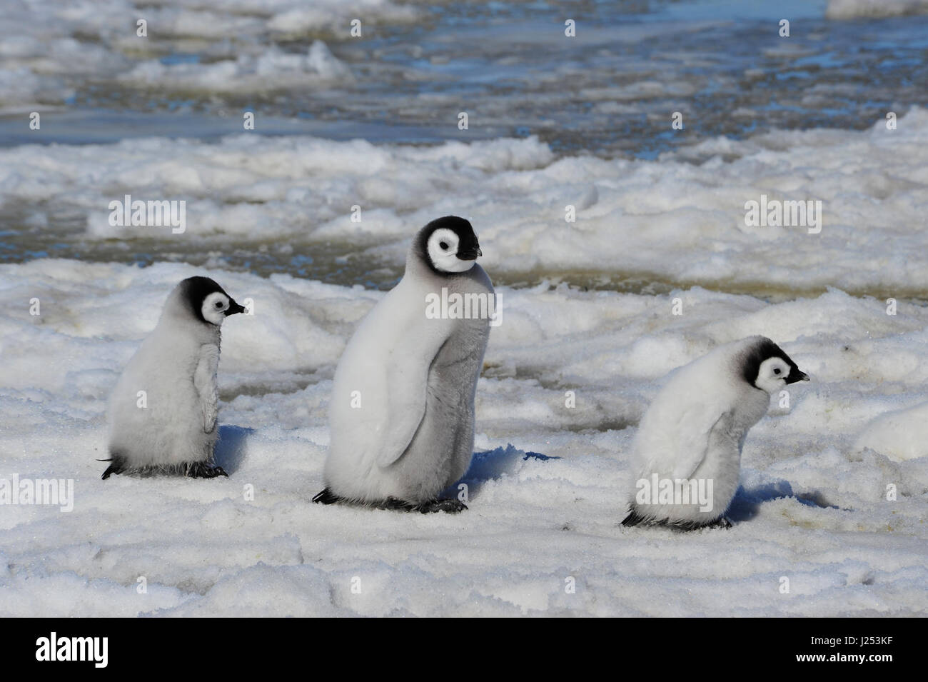 Emperor Penguin chicks in Antarctica Stock Photo