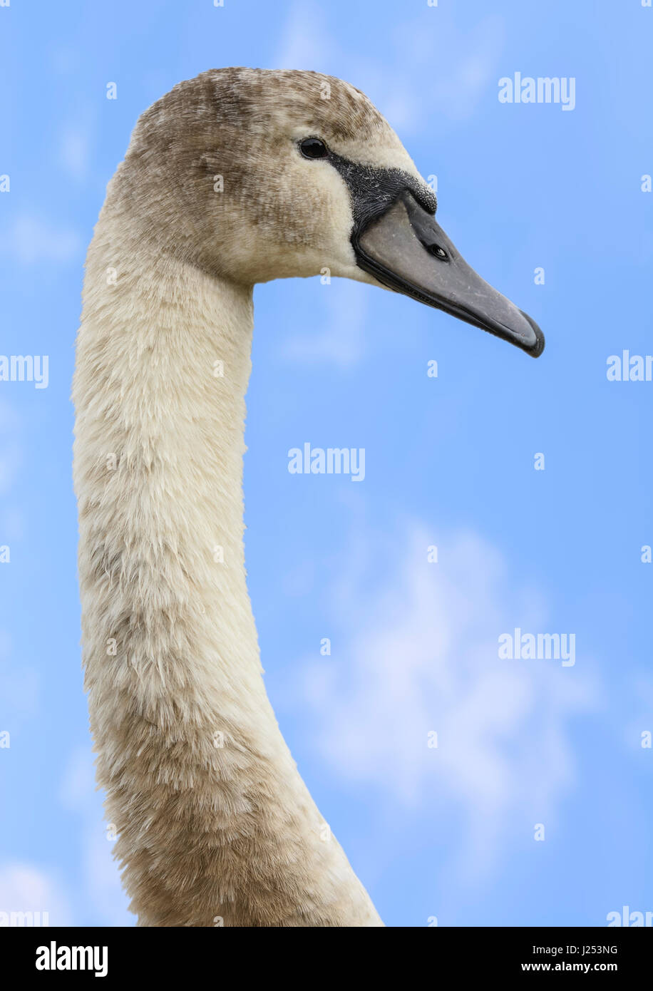 Long neck of a White Mute Swan Cygnet (Cygnus olor) against blue sky. Stock Photo