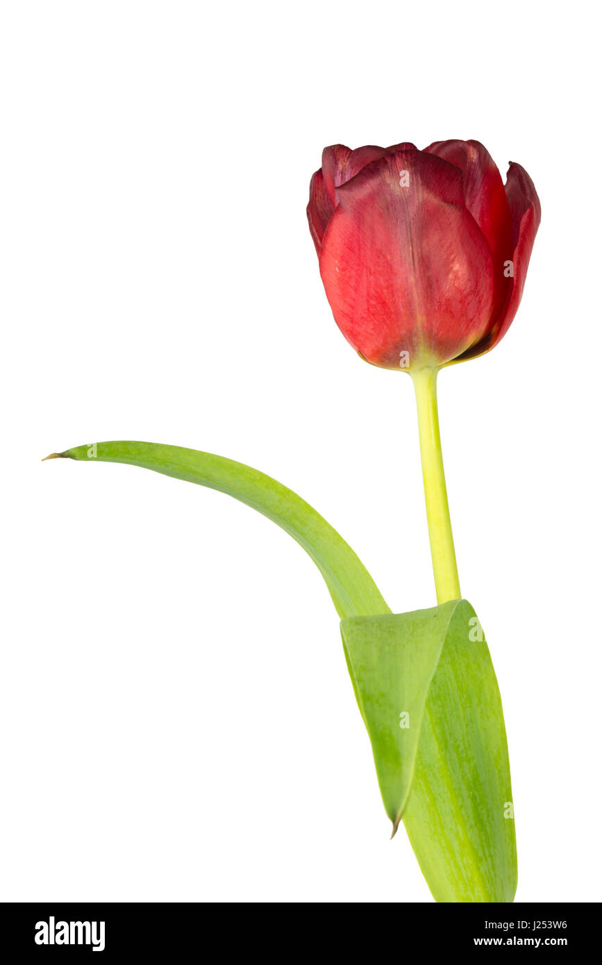 Close up of a red tulip - isolated on white background Stock Photo - Alamy