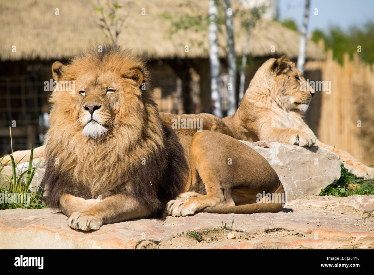 Lion in France zoo Stock Photo Alamy