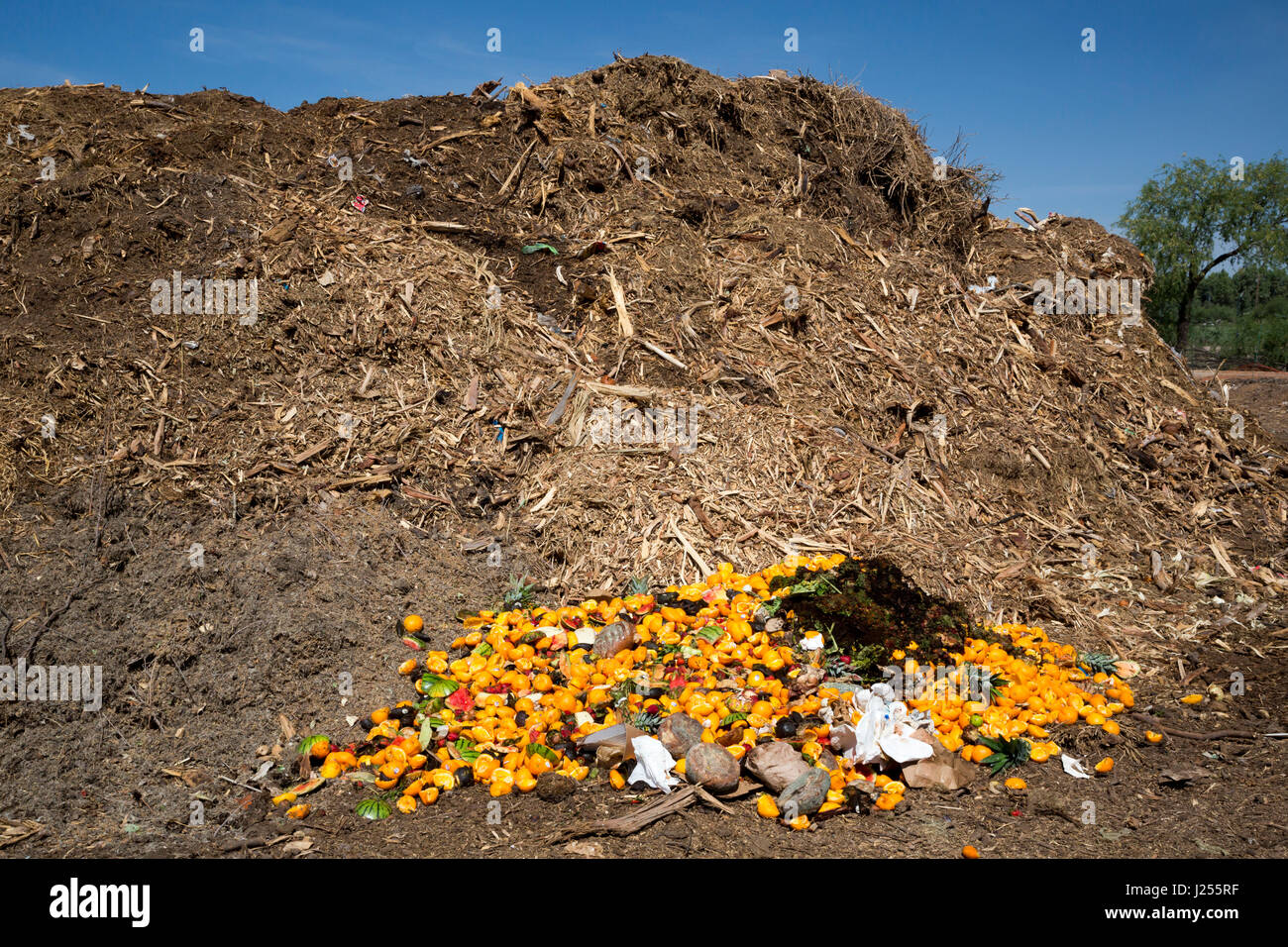Tucson, Arizona The Compost Cats, a University of Arizona student