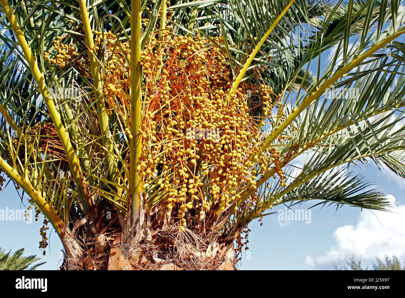 Phoenix Canariensis the Canary Island Date Palm Tree Stock Photo Alamy
