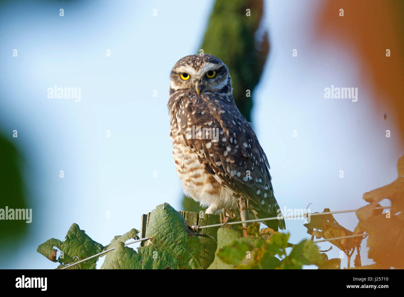 Portrait of a burrowing owl, it lives in holes, or burrows, abandoned by other animals, hence its name. Stock Photo