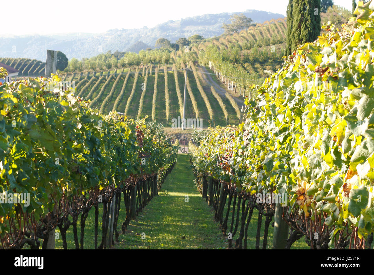 A large expanse of vineyards under the late afternoon sun. Stock Photo