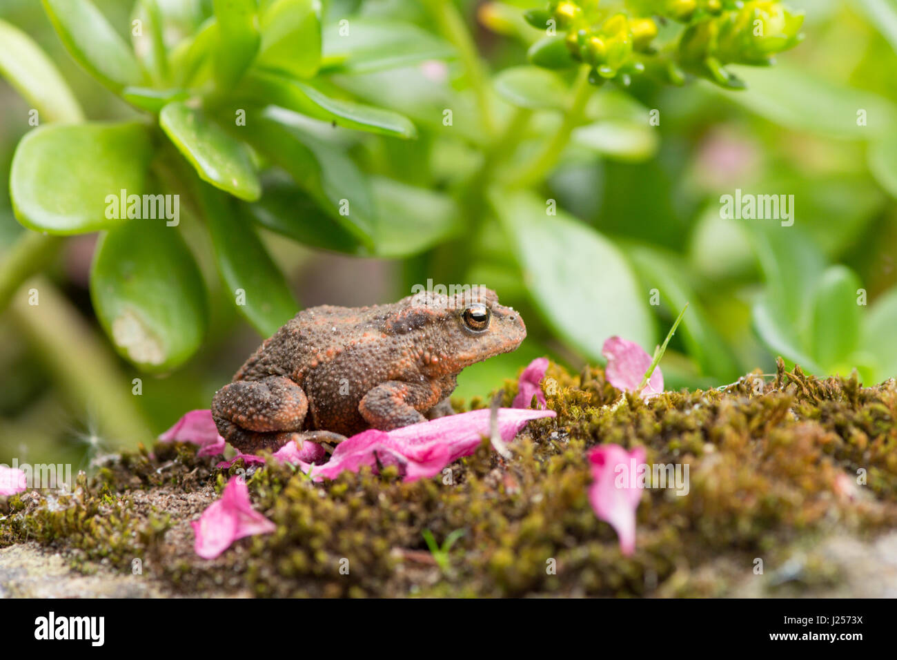 Common Toad, Bufo bufo, juvenile, small, one or two years old. Sussex. Garden. April. Stock Photo