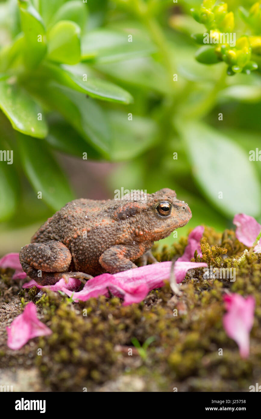 Common Toad, Bufo bufo, juvenile, small, one or two years old. Sussex. Garden. April. Stock Photo