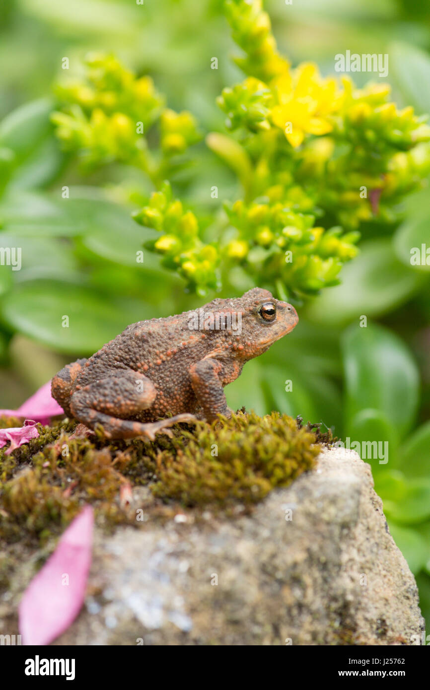 Common Toad, Bufo bufo, juvenile, small, one or two years old. Sussex. Garden. April. Stock Photo