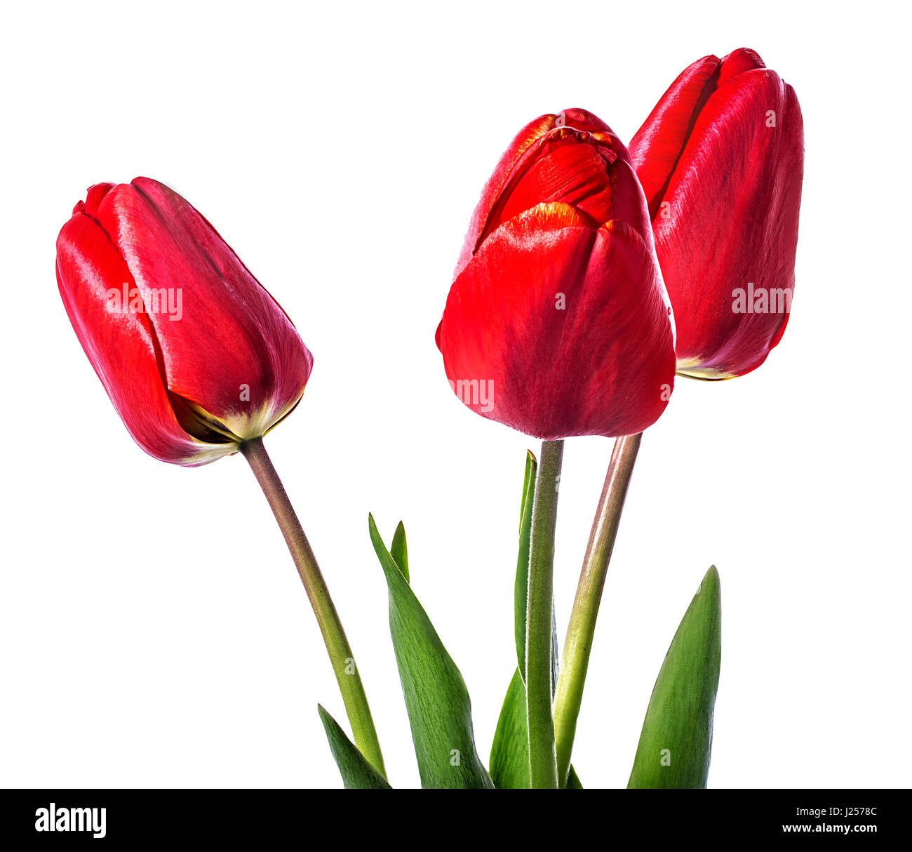 tulips isolated on white background Stock Photo - Alamy