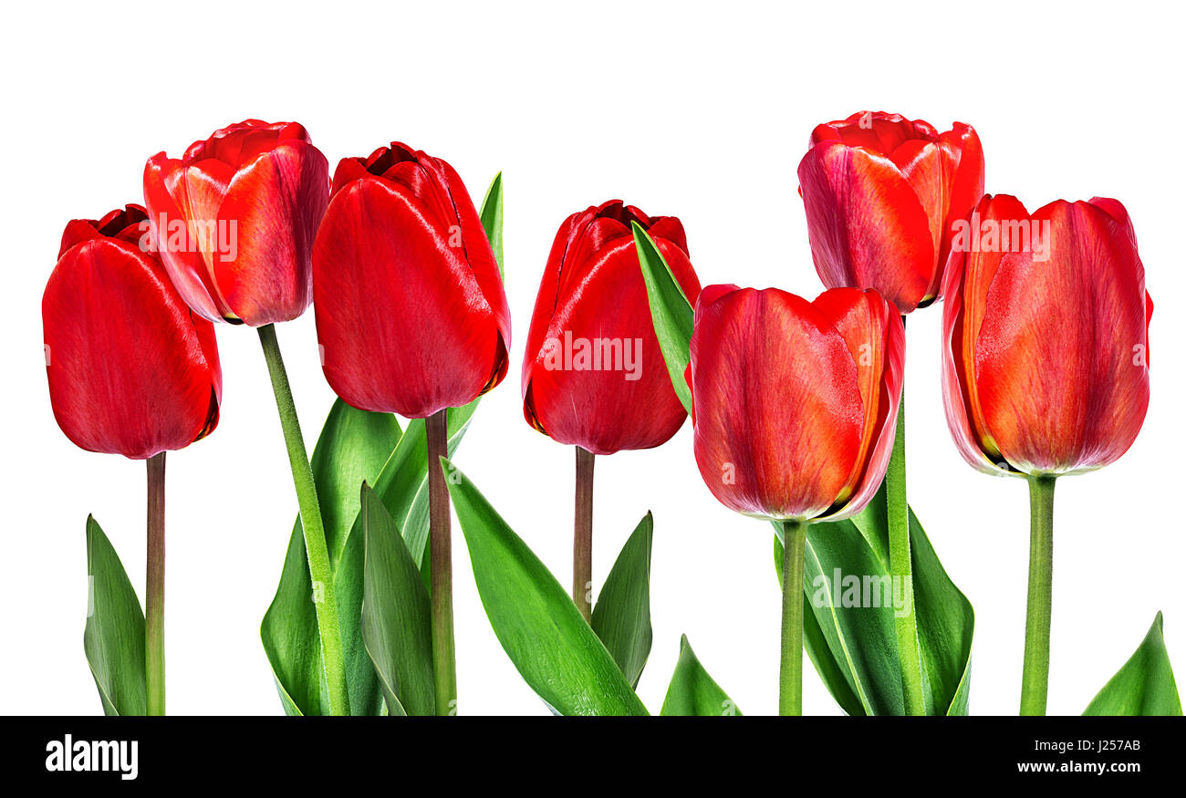 tulips isolated on white background Stock Photo - Alamy