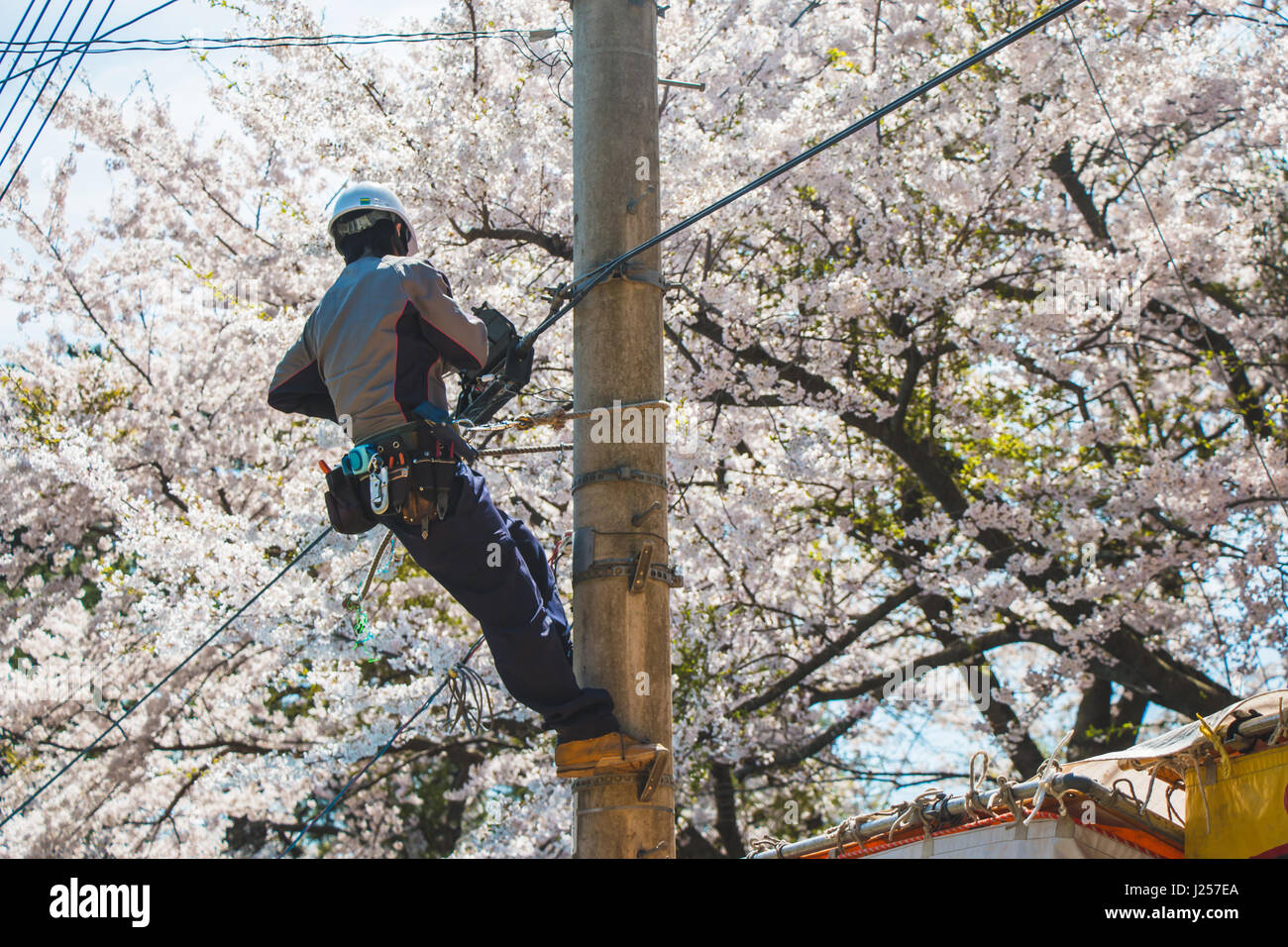 A worker that repairing electric cable at a Hanami festival in cherry blossom background, Japan Stock Photo